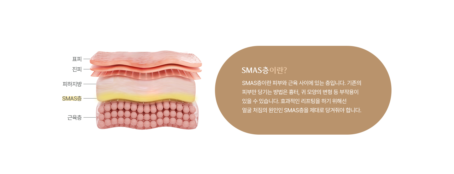 SMAS층 이란?