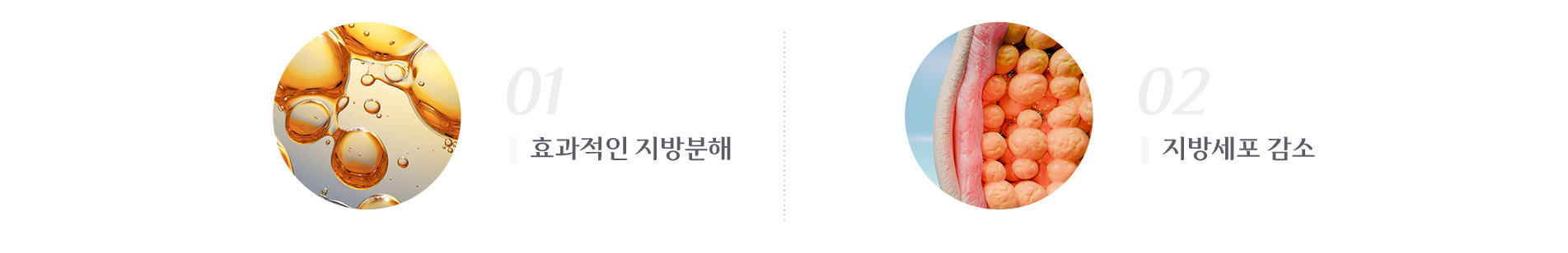 효과적인 지방분해 , 지방세포 감소